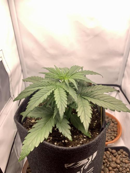 White Widow F1 mini Grow. Week 3