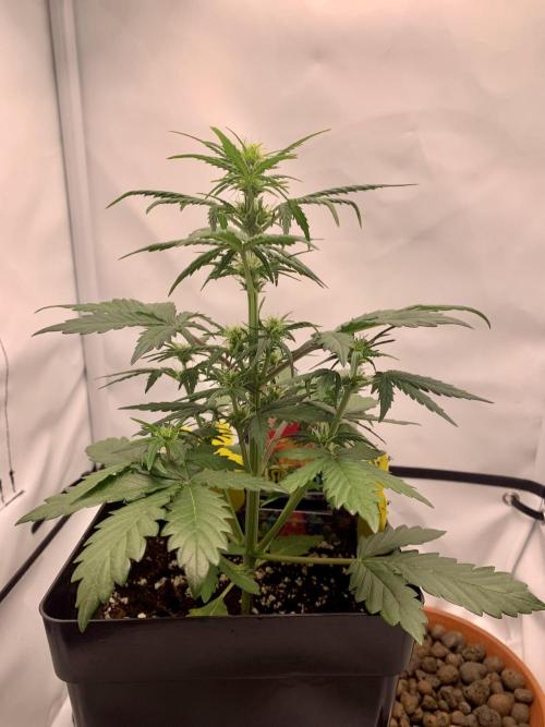 LSD Automatic Zamnesia mini Grow. Week 4