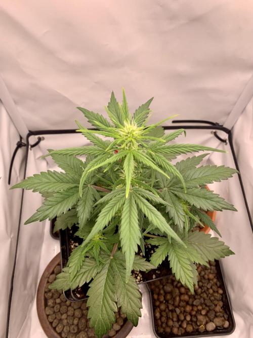 LSD Automatic Zamnesia mini Grow. Week 4