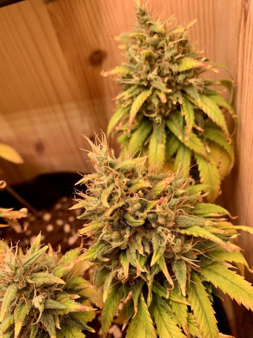 Pink Rozay Pikendi Micro Grow. Week 13