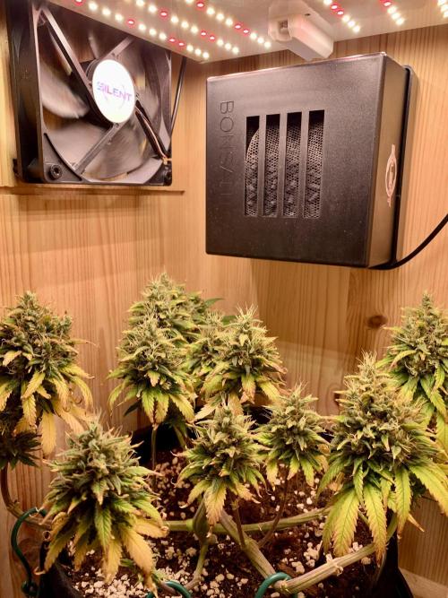 Pink Rozay Pikendi Micro Grow. Week 13