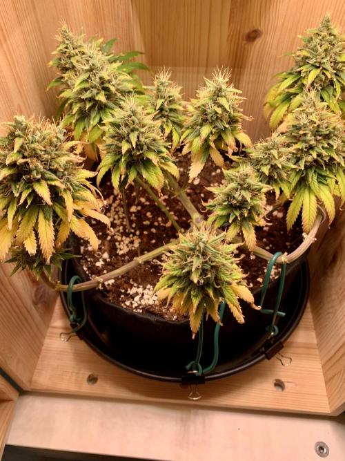 Pink Rozay Pikendi Micro Grow. Week 13