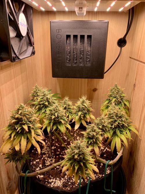 Pink Rozay Pikendi Micro Grow. Week 13