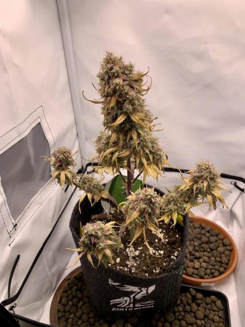 Royal Creamatic mini grow. Week 11