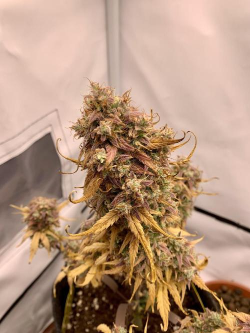 Royal Creamatic mini grow. Week 11