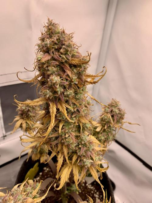Royal Creamatic mini grow. Week 11