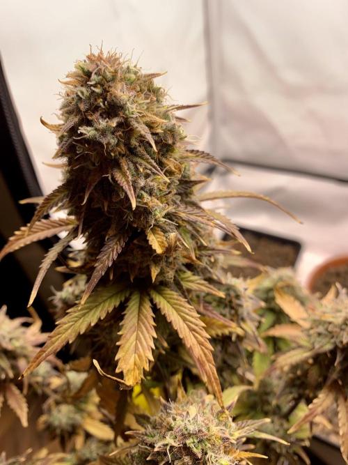 Purple Skunk Automatic Mini Grow. Week 11