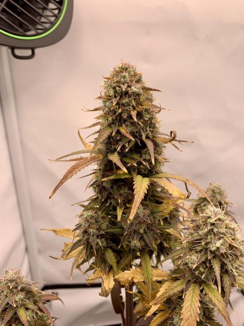 Purple Skunk Automatic Mini Grow. Week 11