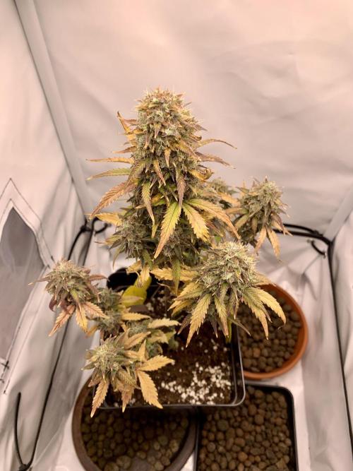 Purple Skunk Automatic Mini Grow. Week 11