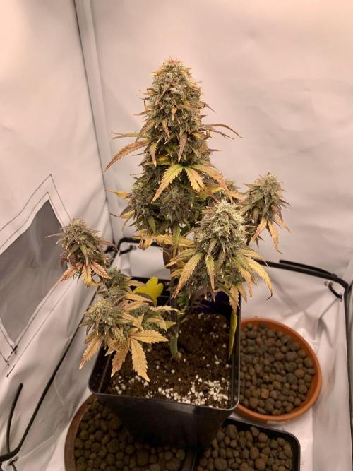 Purple Skunk Automatic Mini Grow. Week 11