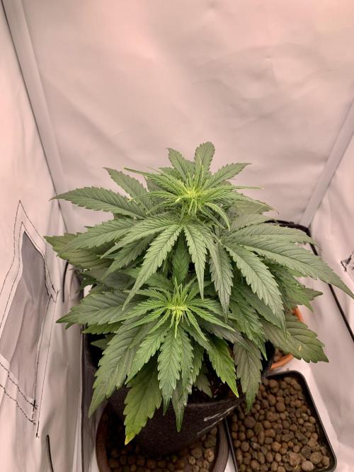 White Widow F1 mini Grow. Week 4