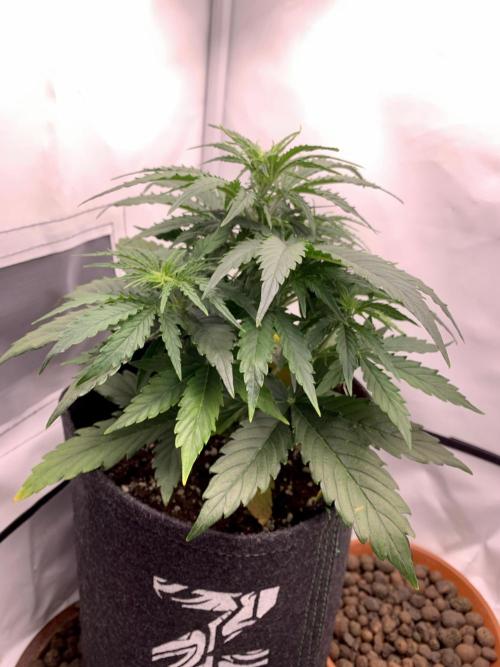 White Widow F1 mini Grow. Week 4