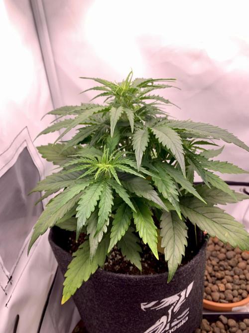 White Widow F1 mini Grow. Week 4