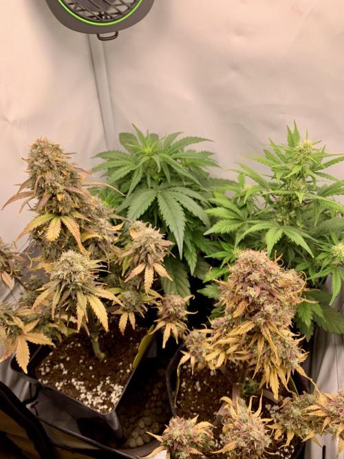 LSD Automatic Zamnesia mini Grow. Week 5