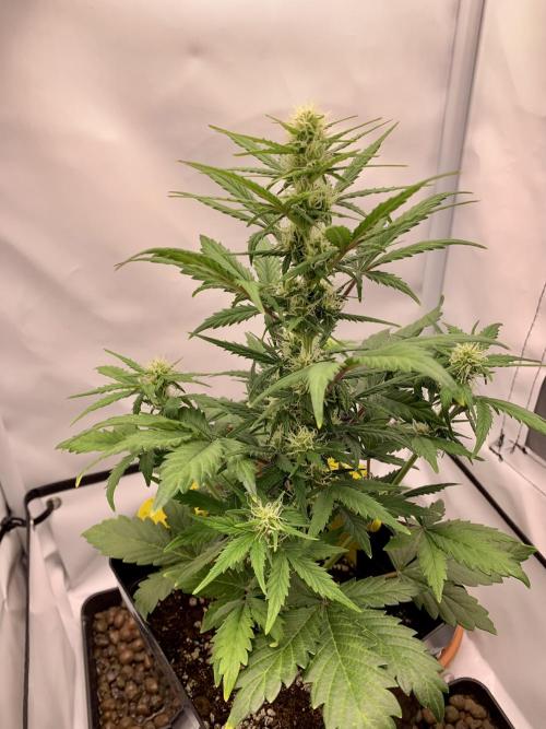 LSD Automatic Zamnesia mini Grow. Week 5