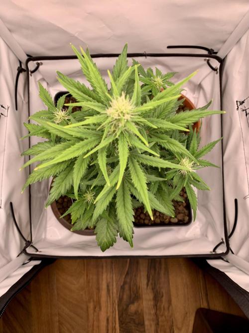 LSD Automatic Zamnesia mini Grow. Week 5