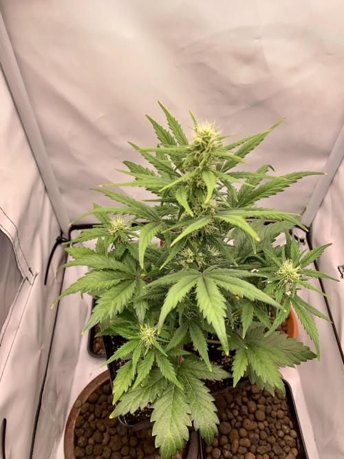 LSD Automatic Zamnesia mini Grow. Week 5