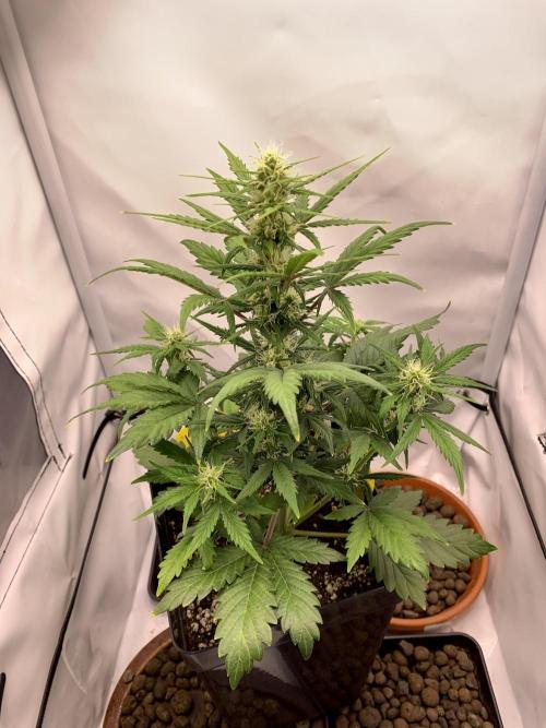 LSD Automatic Zamnesia mini Grow. Week 5