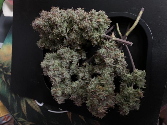 Royal Creamatic mini grow. Week 12