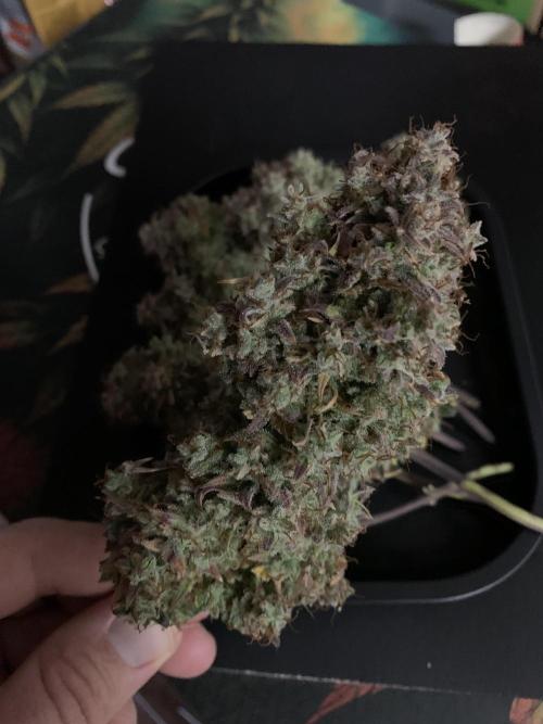 Royal Creamatic mini grow. Week 12