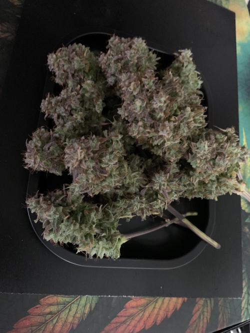 Royal Creamatic mini grow. Week 12