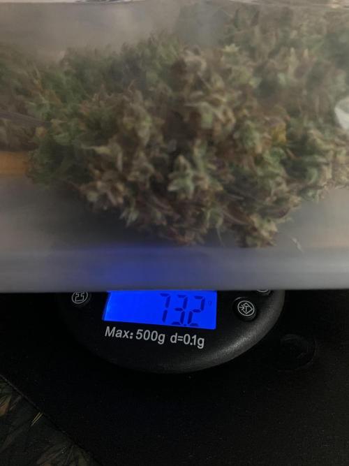 Royal Creamatic mini grow. Week 12