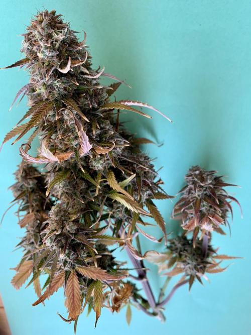 Purple Skunk Automatic Mini Grow. Week 12