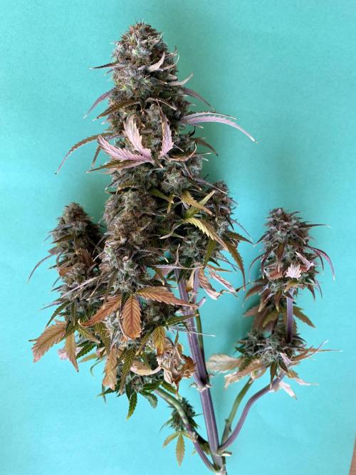 Purple Skunk Automatic Mini Grow. Week 12