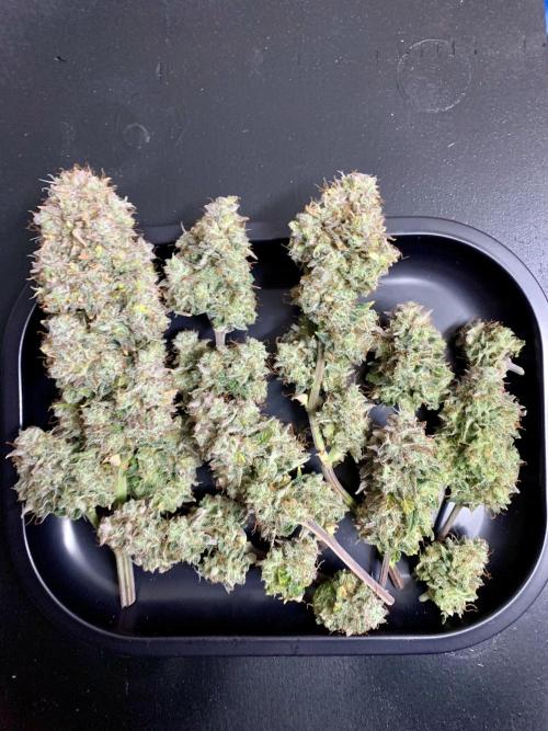 Purple Skunk Automatic Mini Grow. Week 12