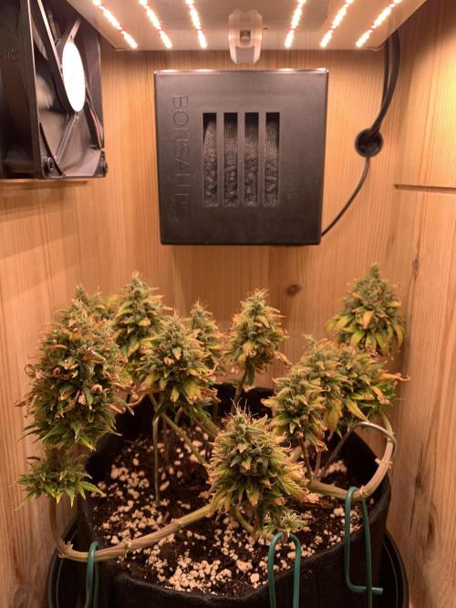 Pink Rozay Pikendi Micro Grow. Week 14