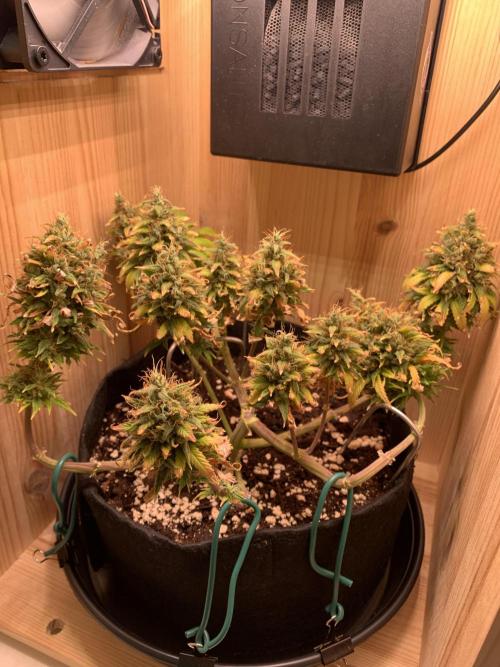 Pink Rozay Pikendi Micro Grow. Week 14