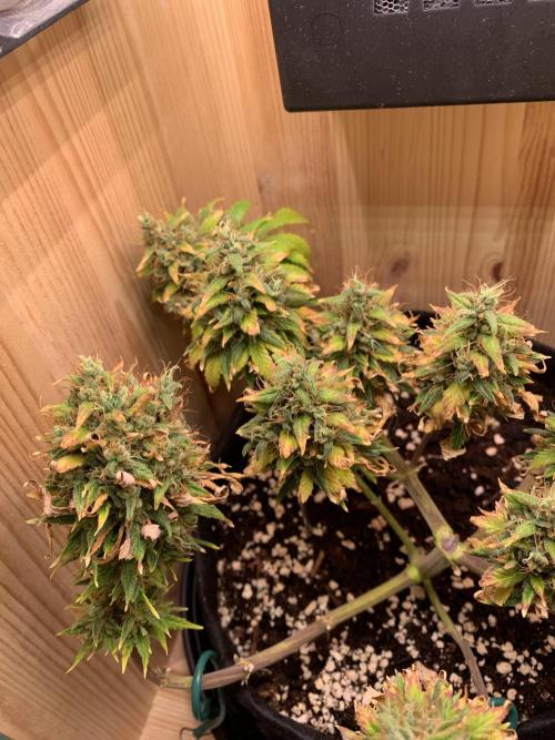 Pink Rozay Pikendi Micro Grow. Week 14