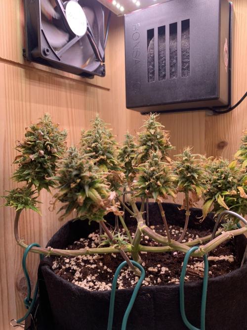 Pink Rozay Pikendi Micro Grow. Week 14