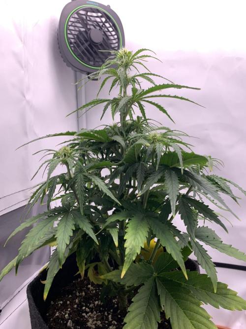 White Widow F1 mini Grow. Week 5