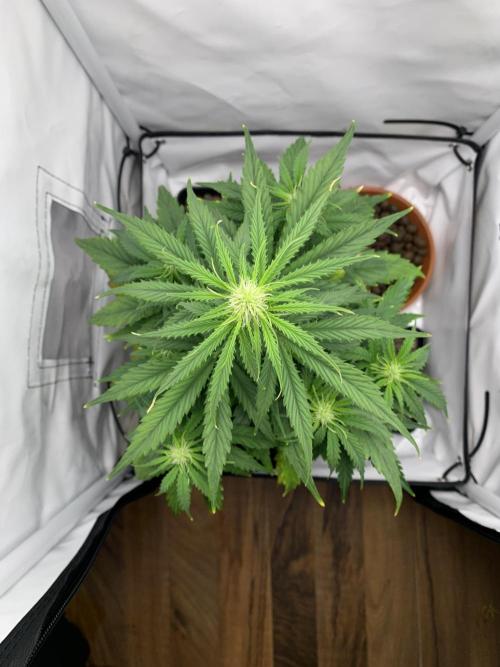 White Widow F1 mini Grow. Week 5