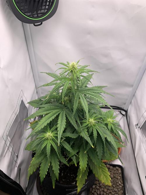 White Widow F1 mini Grow. Week 5