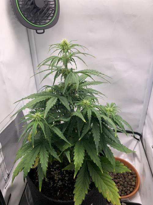 White Widow F1 mini Grow. Week 5