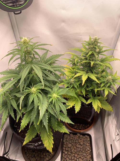 White Widow F1 Automatic. Week 5