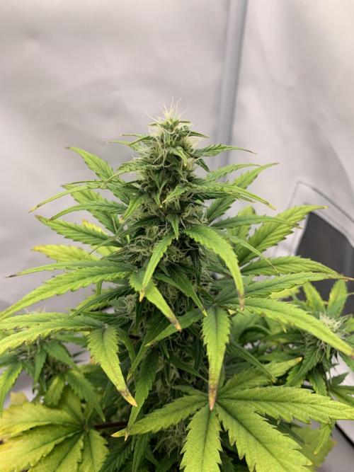 LSD Automatic Zamnesia mini Grow. Week 6