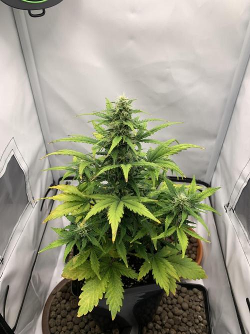 LSD Automatic Zamnesia mini Grow. Week 6