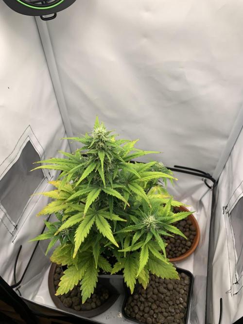 LSD Automatic Zamnesia mini Grow. Week 6