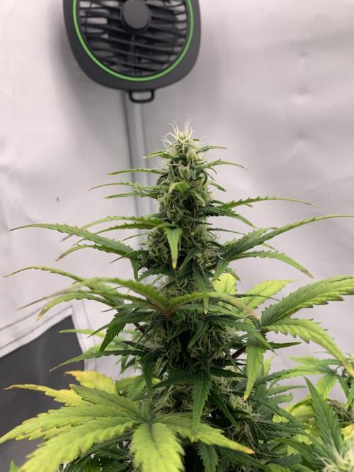LSD Automatic Zamnesia mini Grow. Week 6