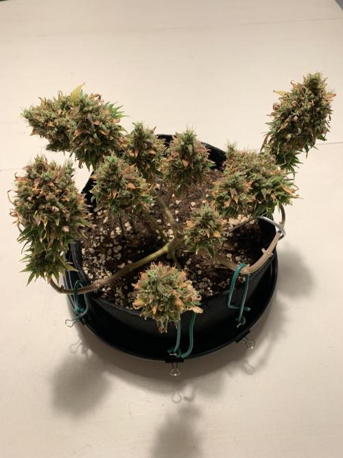 Pink Rozay Pikendi Micro Grow. Week 15