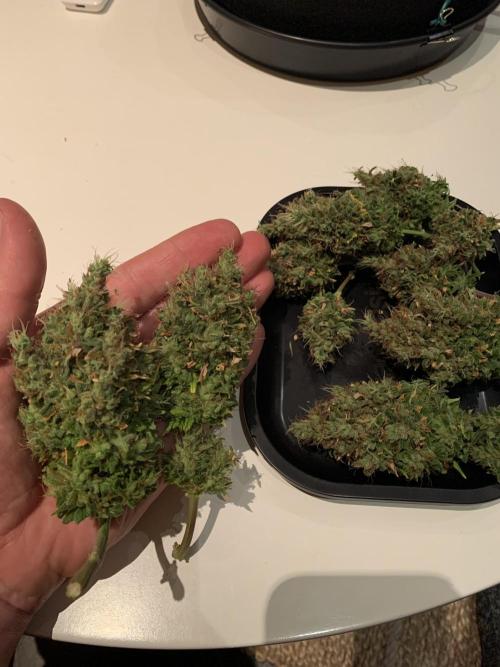 Pink Rozay Pikendi Micro Grow. Week 15