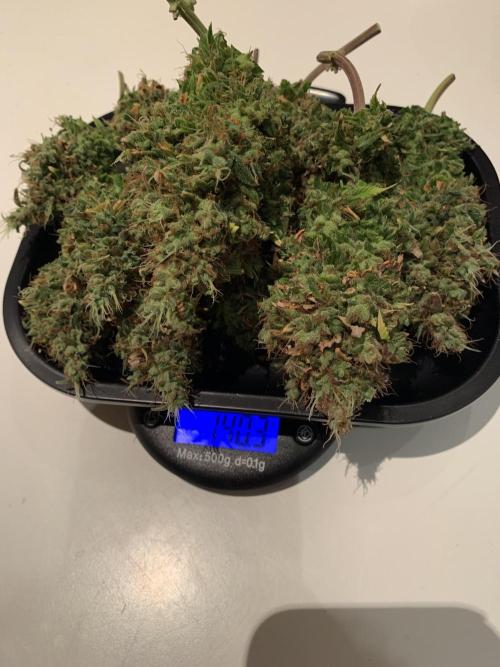 Pink Rozay Pikendi Micro Grow. Week 15