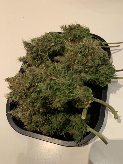 Pink Rozay Pikendi Micro Grow. Week 15