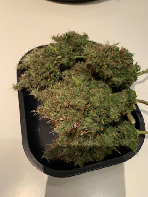 Pink Rozay Pikendi Micro Grow. Week 15