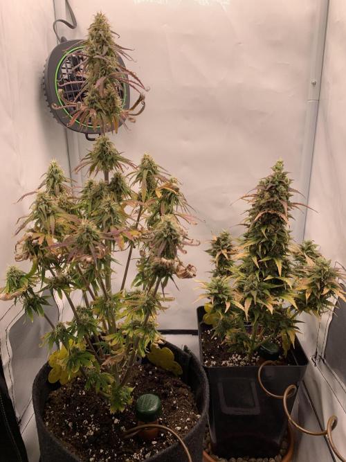 LSD Autoflower. Week 9