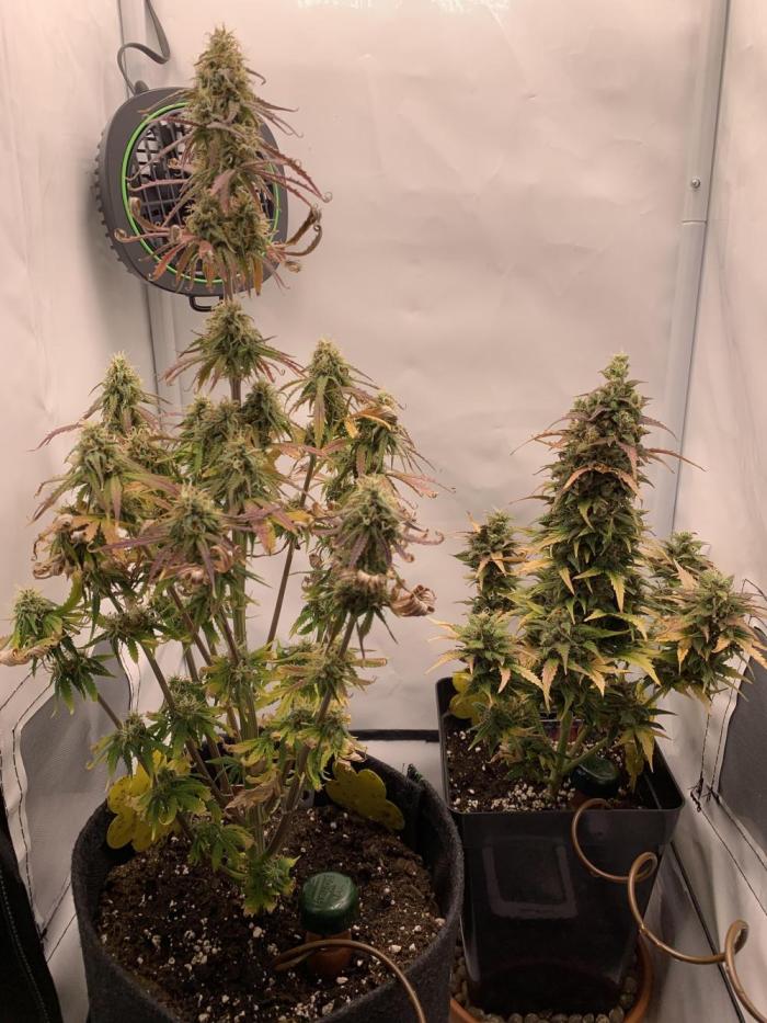 White Widow F1 mini Grow. Week 8