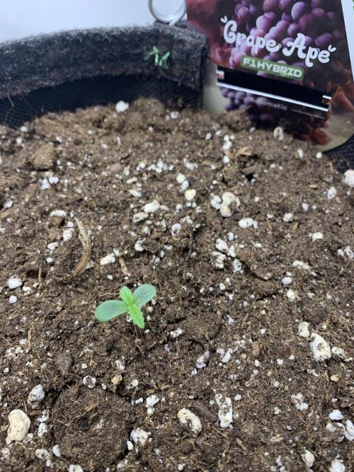 Grape Ape F1 Auto watering. Week 0